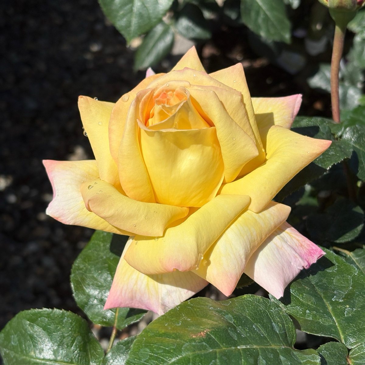 Peace Hybrid Tea Rose