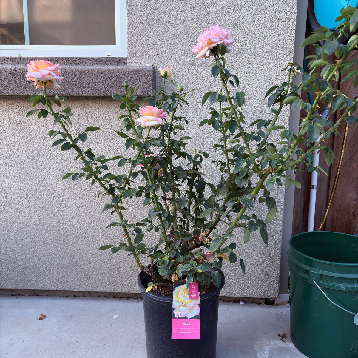 Peace Hybrid Tea Rose
