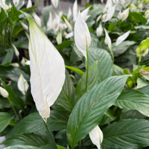 peace lily 植物 和平白掌| 洁白佛焰苞高效净化空气| 极耐阴室内吉祥开花植物| 家居办公室新手优选– Victory Nursery