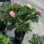 Peach-A-Licious™ Ithon Peony