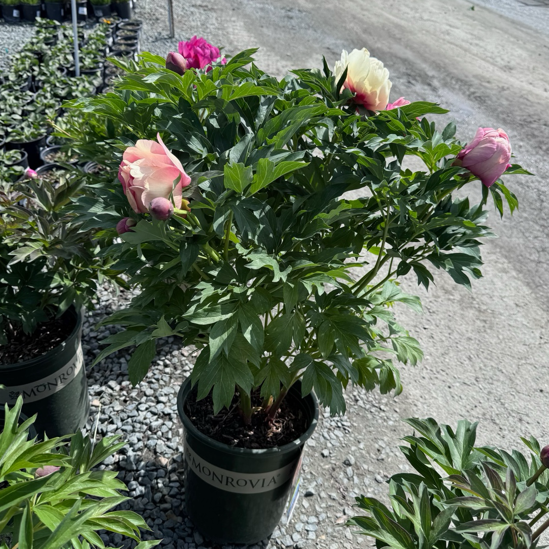 Peach-A-Licious™ Ithon Peony