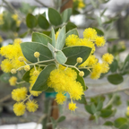 Pearl Acacia