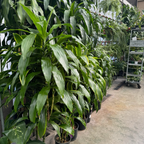 Pele ™ Dracaena 