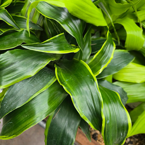 dracaena marginata 中文 佩莱龙血树| 金边宽叶空气净化| 耐阴室内雕塑绿植| 现代家居及办公优选（宠物慎养） – Victory Nursery