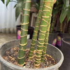 Pele ™ Dracaena