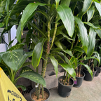 Pele ™ Dracaena