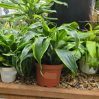 Pele ™ Dracaena