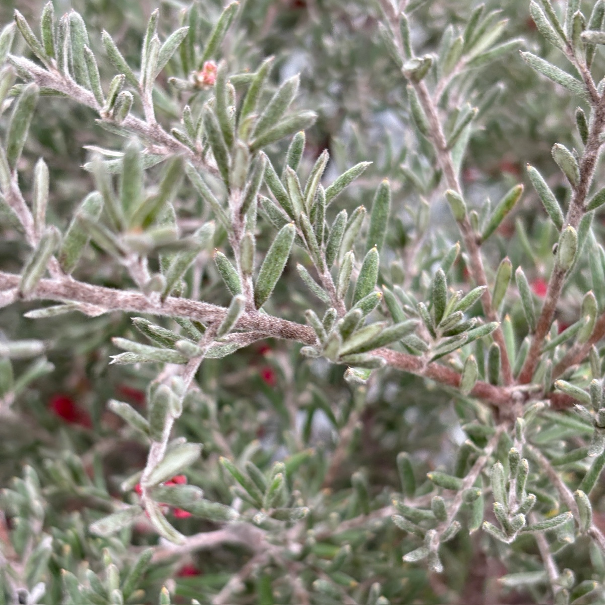Penola Lavender Grevillea