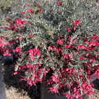 Penola Lavender Grevillea