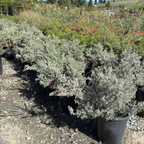 Penola Lavender Grevillea