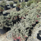 Penola Lavender Grevillea