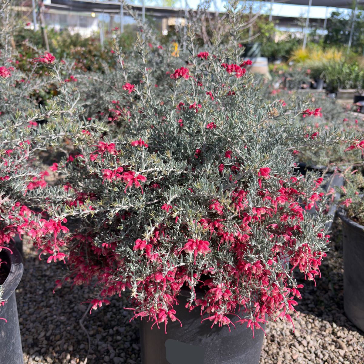 Penola Lavender Grevillea