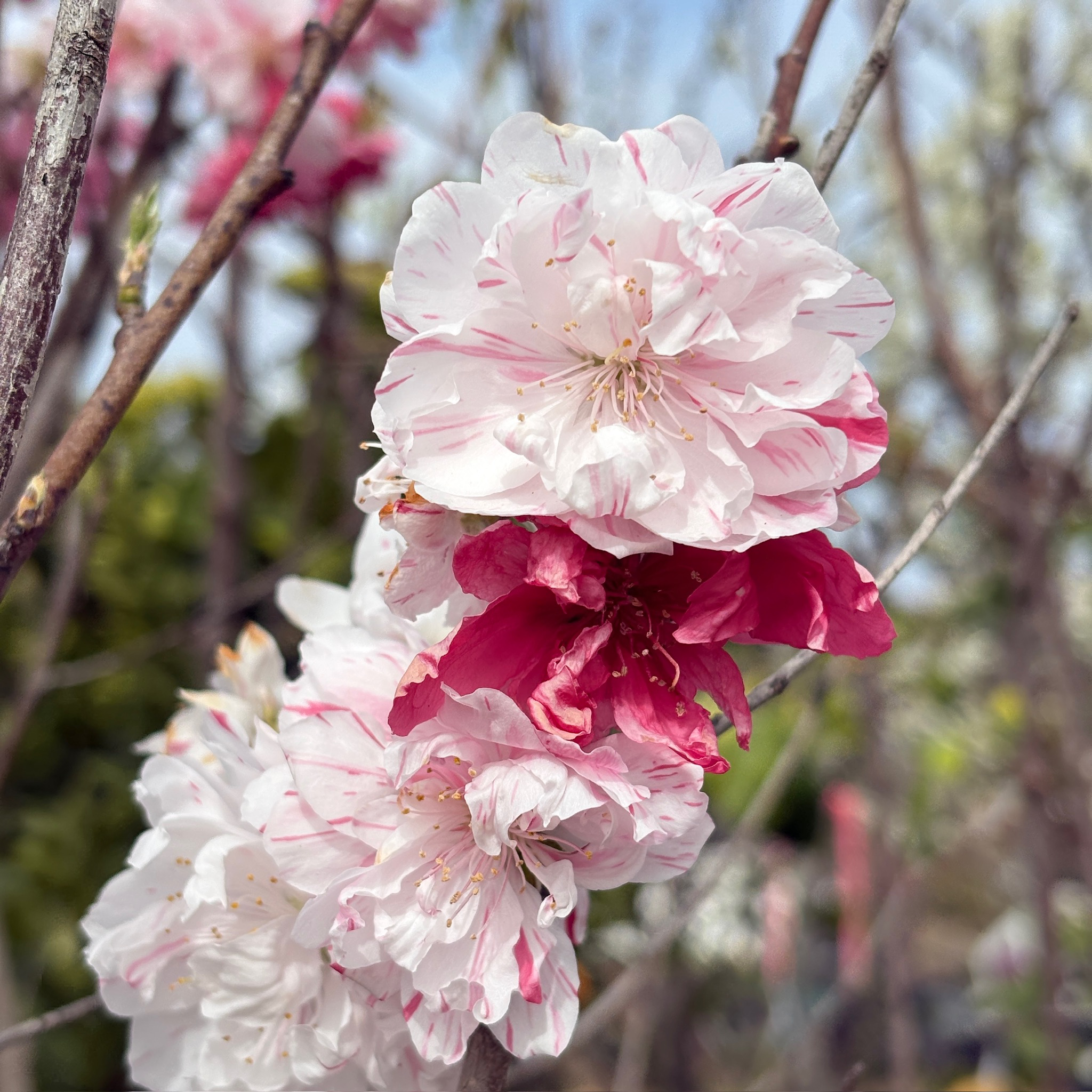三色桃花| 渐变粉白玫瑰重瓣花| 花色如画秋叶金黄| 庭院艺术焦点树