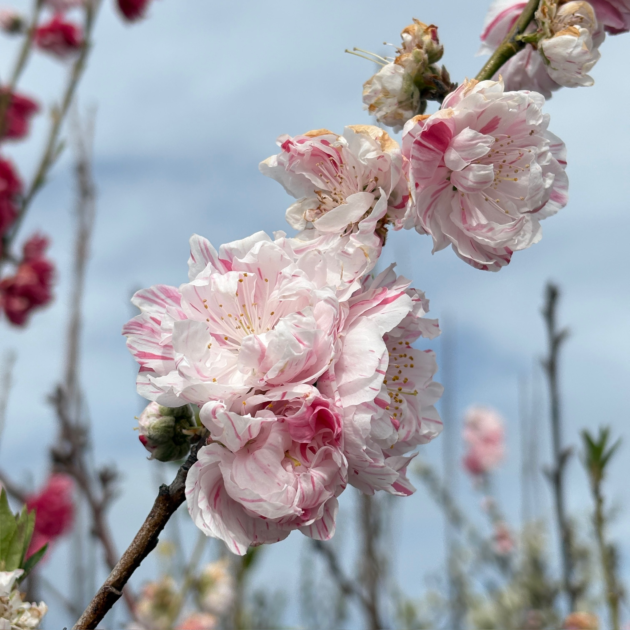 Peppermint Flowering Peach