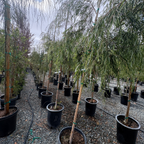 Peppermint Willow