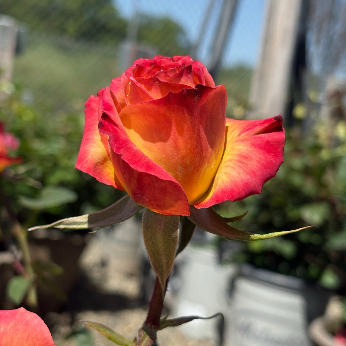 Perfect Moment Hybrid Tea Rose