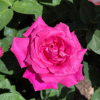 Perfume Factory Hybrid Tea Rose