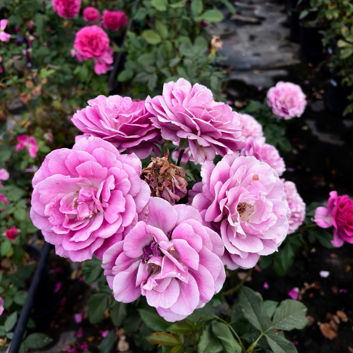 Perfume Factory Hybrid Tea Rose