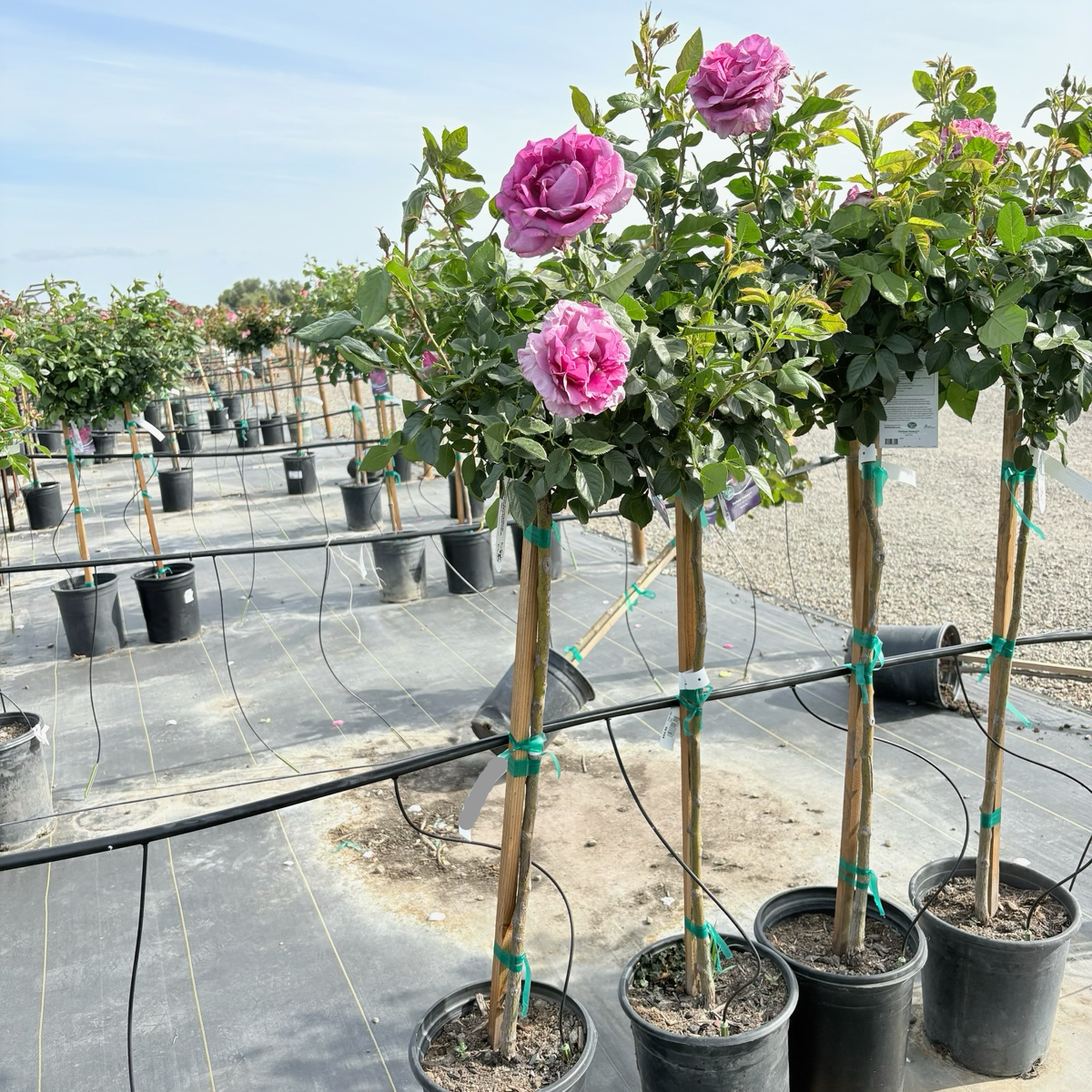 Perfume Factory Hybrid Tea Rose
