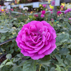 Perfume Factory Hybrid Tea Rose