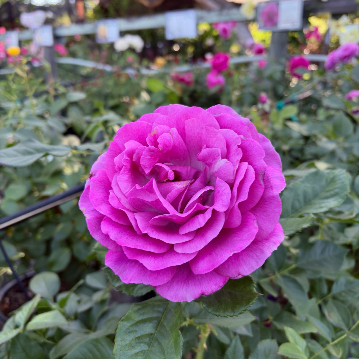 Perfume Factory Hybrid Tea Rose