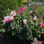 Perfume Factory Hybrid Tea Rose