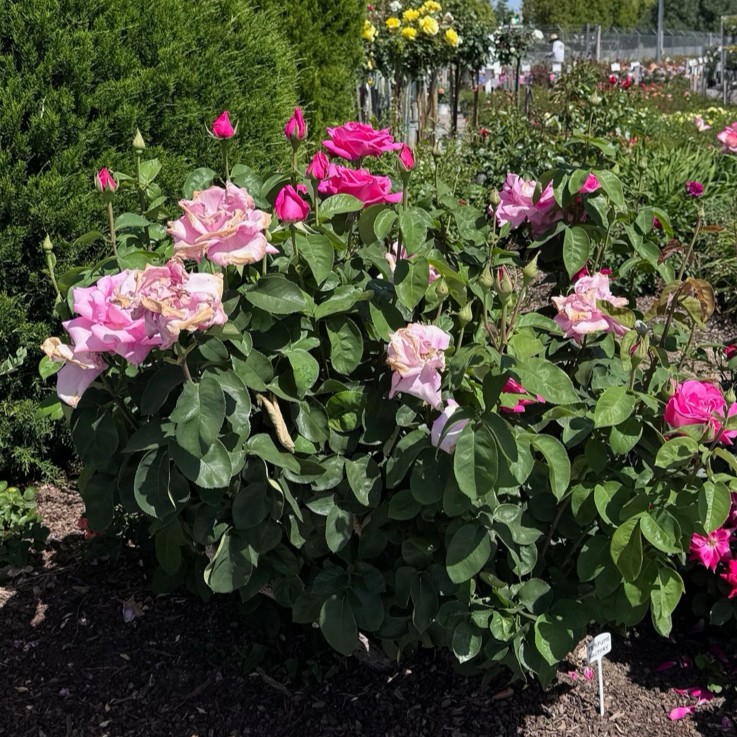 Perfume Factory Hybrid Tea Rose