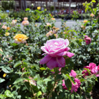 Perfume Factory Hybrid Tea Rose