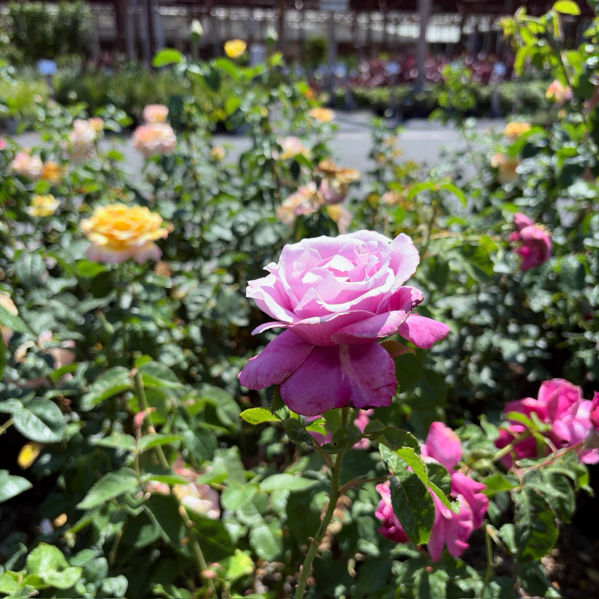 Perfume Factory Hybrid Tea Rose