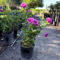 Perfume Factory Hybrid Tea Rose