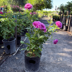 Perfume Factory Hybrid Tea Rose