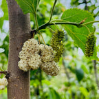 Persian White Mulberry