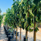 Persian White Mulberry
