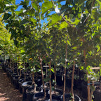 Persian White Mulberry