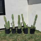 Peruvian Apple Cactus