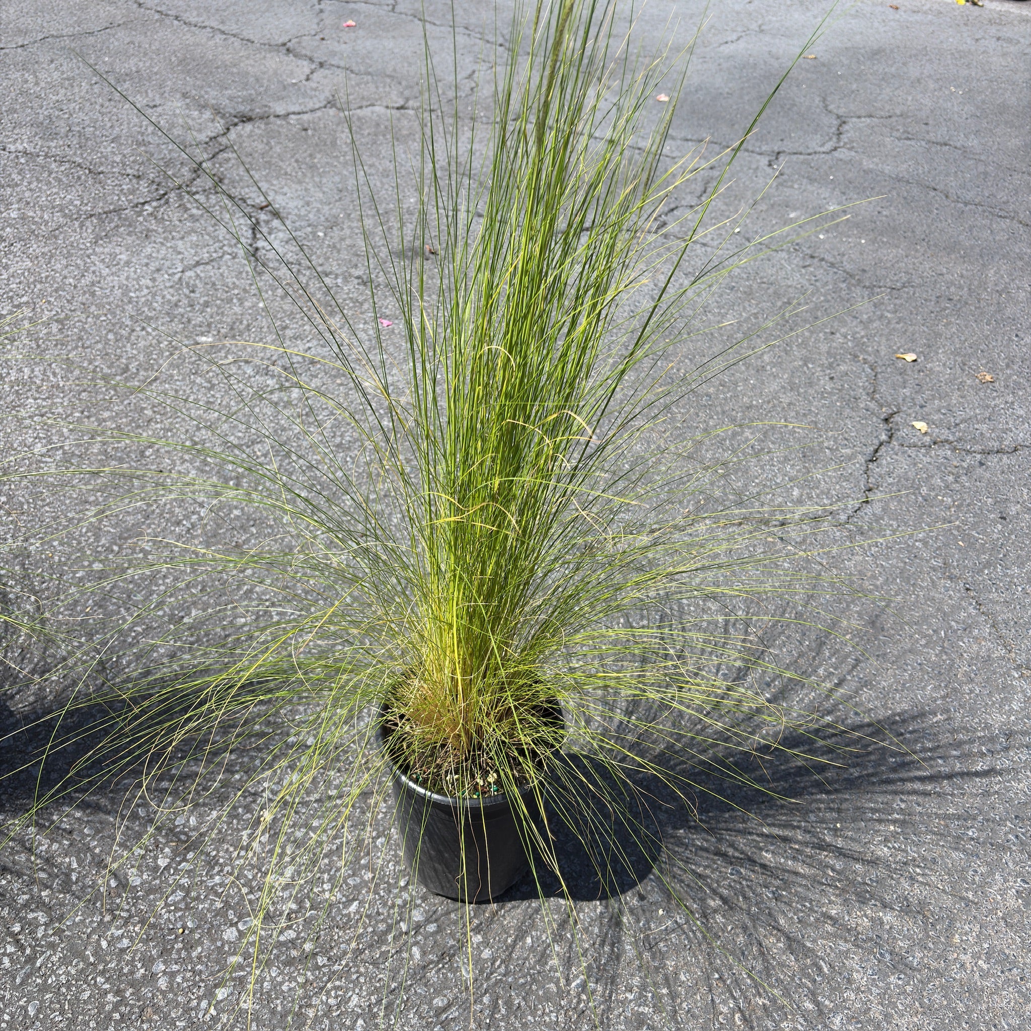 Peruvian Feather Grass