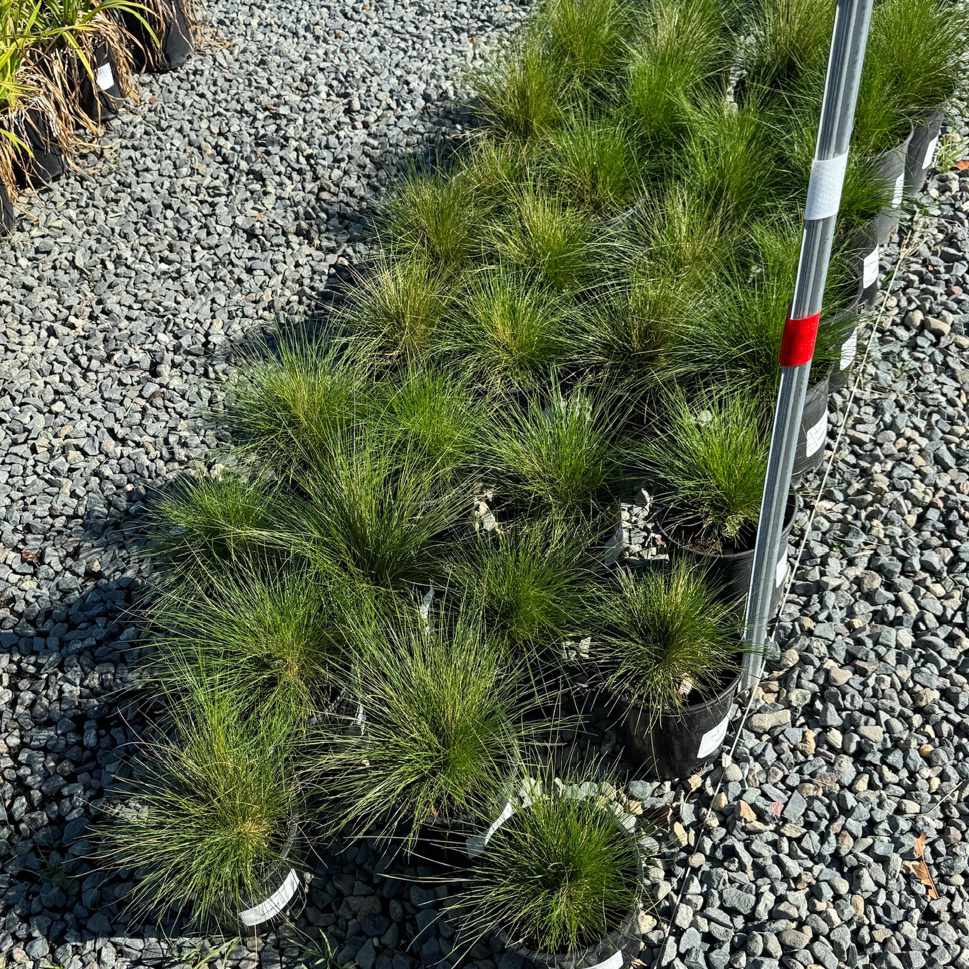 Peruvian Feather Grass