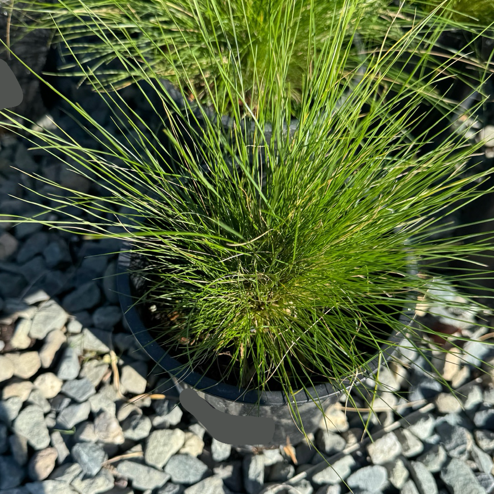 Peruvian Feather Grass