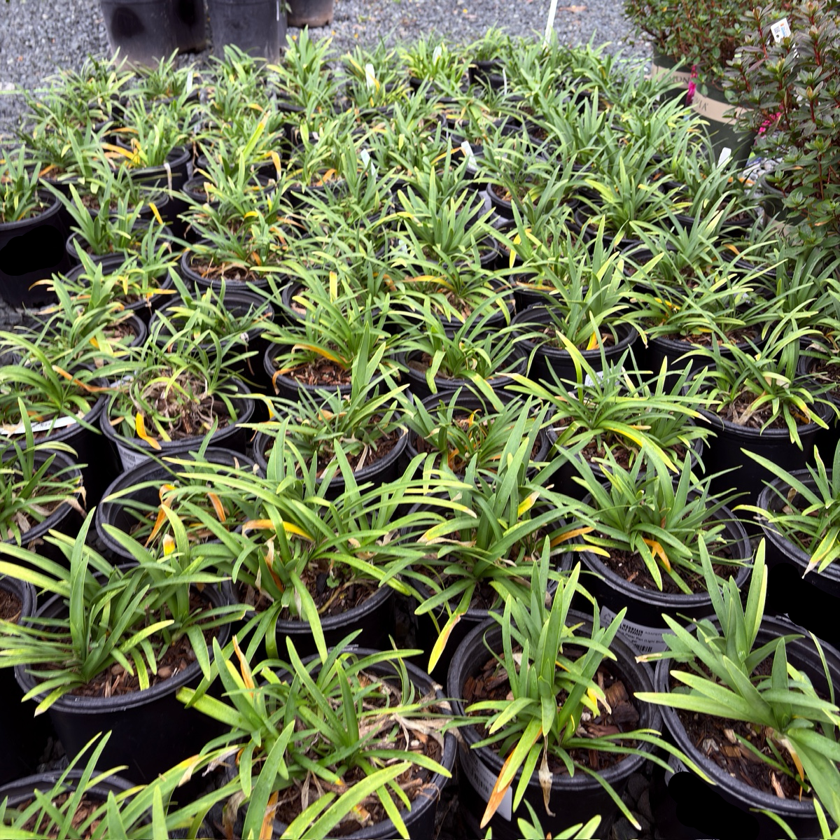 Peter Pan Dwarf Lily of the Nile