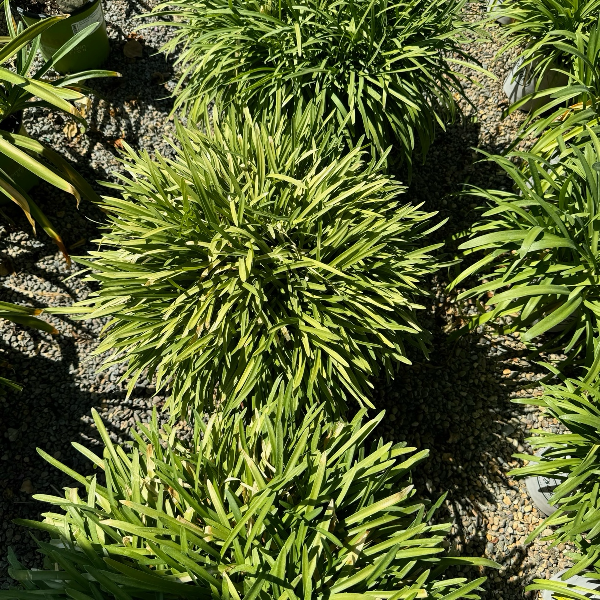 Peter Pan Dwarf Lily of the Nile