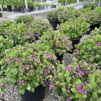 Petite Butterflies Dwarf Sweet Pea Shrub
