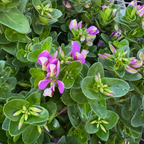 Petite Butterflies Dwarf Sweet Pea Shrub
