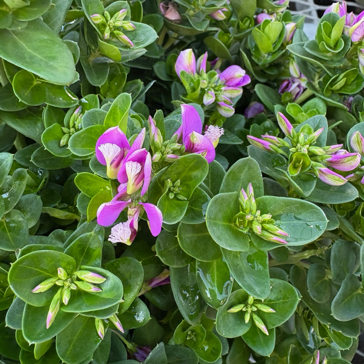 Petite Butterflies Dwarf Sweet Pea Shrub