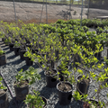 Phantom Panicle Hydrangea