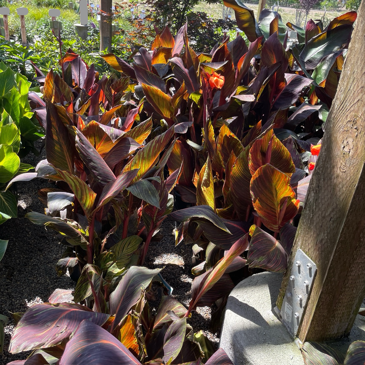 Phasion Canna Lily
