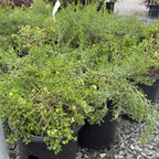 Pigeon Point Dwarf Coyote Brush