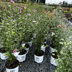 Pillar Rose of Sharon