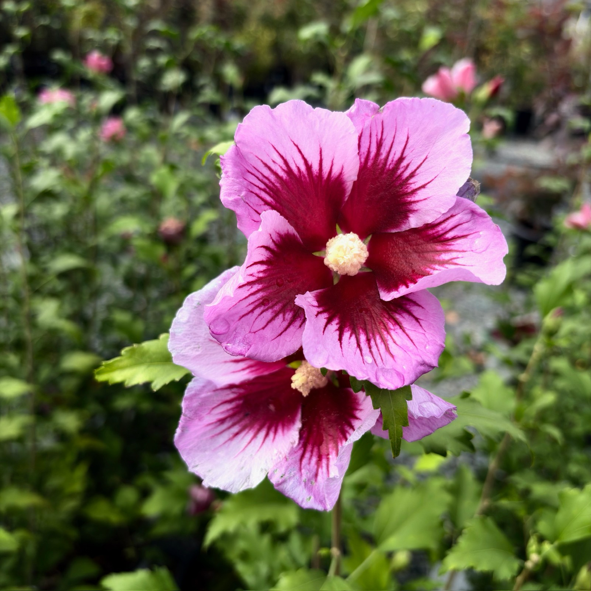 Pillar Rose of Sharon