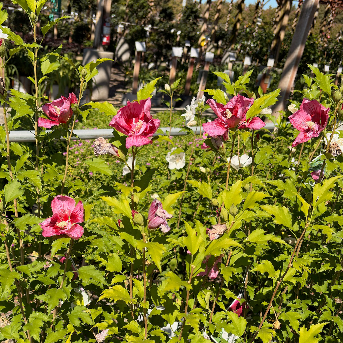 Pillar Rose of Sharon