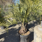 Pindo Palm